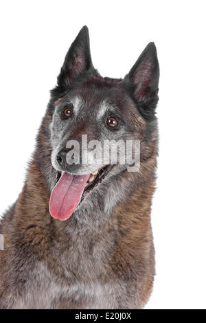 alt und grau Belgischer Schäferhund Stockfoto