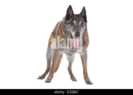 alt und grau Belgischer Schäferhund Stockfoto