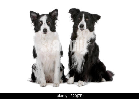 zwei Border-Collie-Schäferhunde Stockfoto