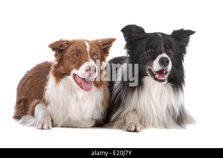 zwei Border-Collie-Schäferhunde Stockfoto
