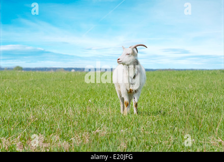 Weiße Ziege stehend auf einer Weide von grünem Rasen gegen einen wunderschönen blauen Himmel am sonnigen Sommertag Stockfoto