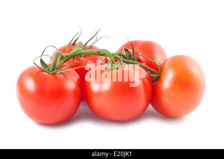 Tomaten auf Ast Stockfoto