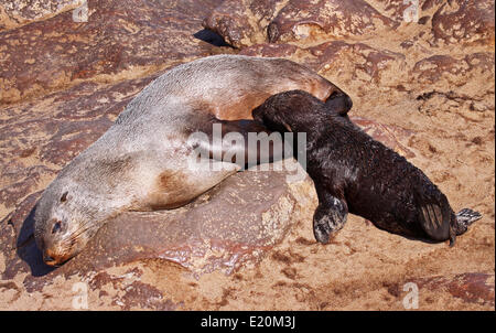 Südafrikanische Fell zu versiegeln, Cape cross, Namibia Stockfoto