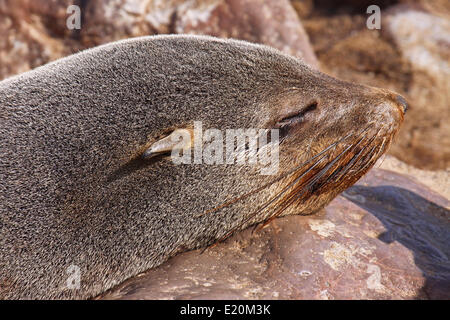 Südafrikanische Fell zu versiegeln, Cape cross, Namibia Stockfoto
