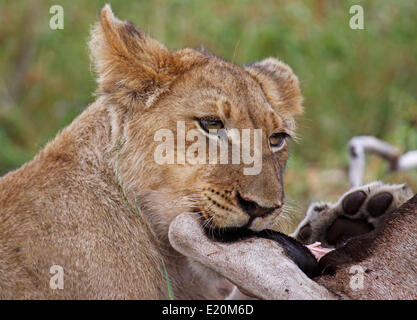 Löwin mit einem Kill in Südafrika Stockfoto