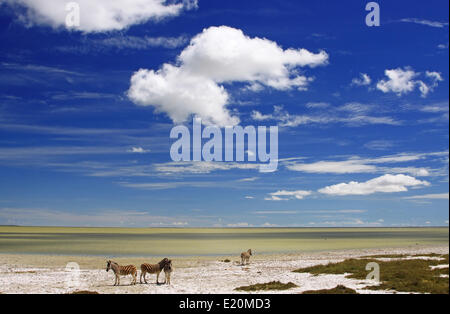 Ebenen Zebras im Etosha-Pfanne voller Wasser Stockfoto