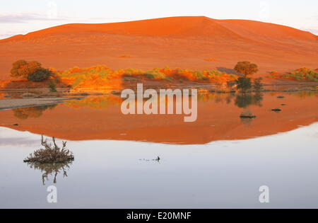 Wasser am Sossusvlei, Namibia, Regen saison Stockfoto