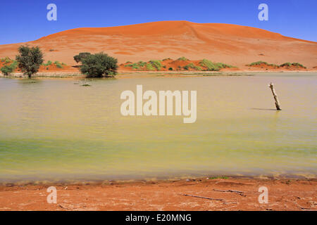 Wasser am Sossusvlei, Namibia, Regen saison Stockfoto