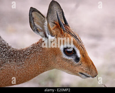 Damara Dik Dik, Madoqua Damarensis, Namibia Stockfoto