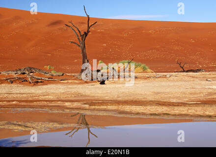 Wasser bei den Dead Vlei, Namib-Wüste Stockfoto