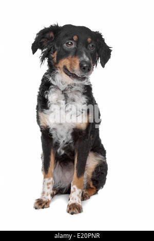 Mischling Hund, Kooiker, friesischen Zeiger Stockfoto