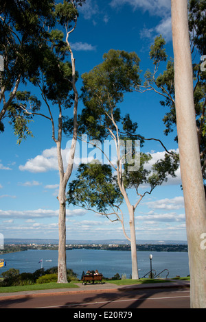 Australien, Western Australia, Perth. Kings Park. Swan River Blick vom Fraser Avenue, Zitrone duftenden Kaugummi Baum gesäumten Straße. Stockfoto