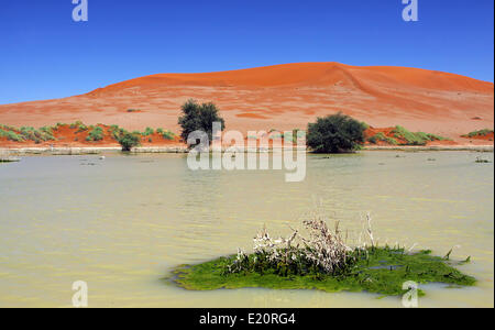 Wasser am Sossusvlei, Namibia, Regen saison Stockfoto