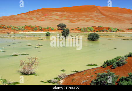 Wasser am Sossusvlei, Namibia, Regen saison Stockfoto