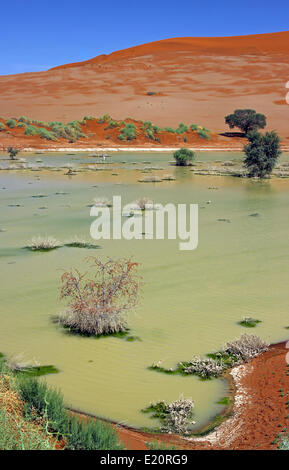 Wasser am Sossusvlei, Namibia, Regen saison Stockfoto