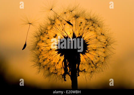 Löwenzahn in ruhigen Abend Stockfoto