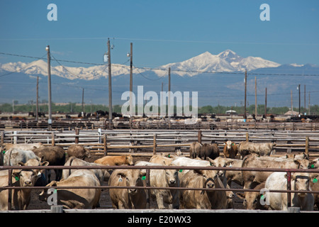 Greeley, Colorado - Rinder in einem Feedlot unterhalb der Rocky Mountains. Stockfoto