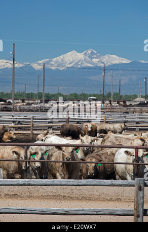 Greeley, Colorado - Rinder in einem Feedlot unterhalb der Rocky Mountains. Stockfoto