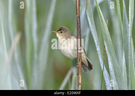 Marsh Warbler Acrocephalus palustris Stockfoto