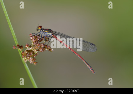 Große rote Damselfly - Pyrrhosoma nymphula Stockfoto