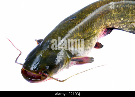Große 20kg Groppe (Silurus Glanis) Fisch isoliert auf weiss Stockfoto