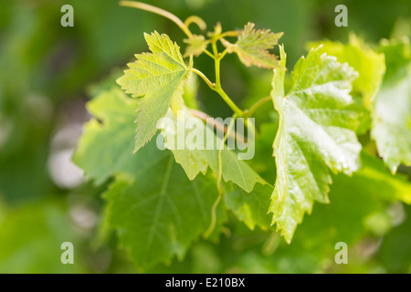 Nahaufnahme von Weinblättern nach Frühling Regendusche, Mallorca. Stockfoto