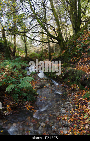 Dhoon Glen, Isle Of Man Stockfoto