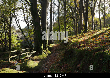 Dhoon Glen, Isle Of Man Stockfoto