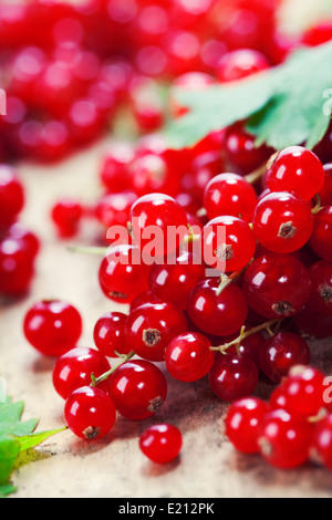 Reife rote Johannisbeere Beeren Nahaufnahme Schuss Stockfoto