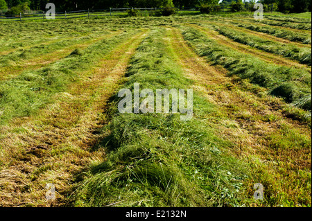 Reihen von frisch geschnittenem Heu trocknen im Feld Stockfoto