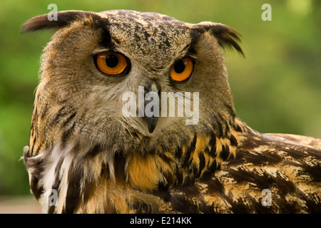 Portrait über eine eurasische Adler-Eule (Bubo Bubo Hispanus). Stockfoto
