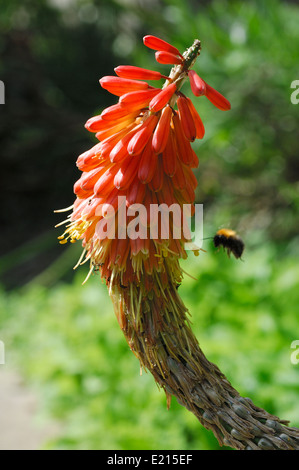 Red Hot Poker und Hummel Stockfoto