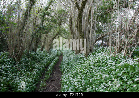 Frühling in der englischen Landschaft. Bärlauch (Allium Ursinum) wachsen neben schattigen Reitweg in ländlichen Dorset. England, United Kingdom. Stockfoto