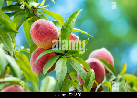 Süße Pfirsiche wachsen auf Pfirsich Baum im Garten, Nahaufnahme Stockfoto