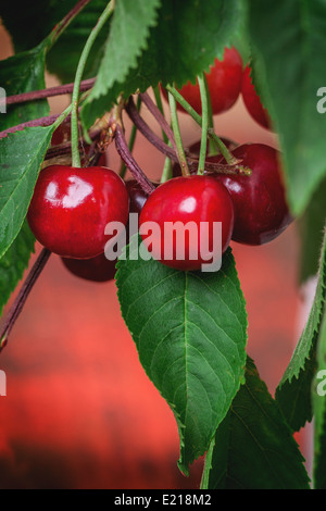 Kirschbaum mit Beeren und Blätter über hölzerne rotem Bund Stockfoto