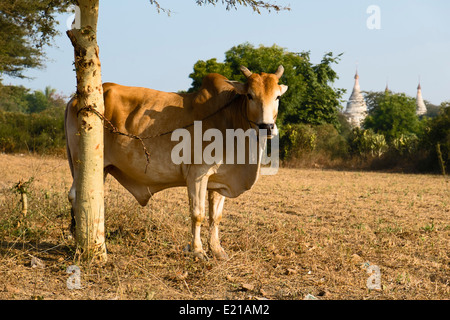 Zebu (Bos Primigenius Indicus), Bagan, Mandalay-Division, Myanmar, Asien Stockfoto