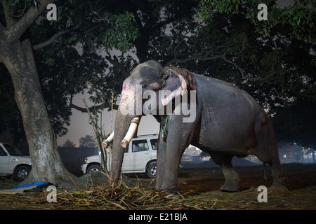 Elefanten auf dem Display in der Nacht bei Sonepur Mela Viehmarkt in Bihar, Indien Stockfoto