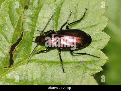 Poecilus Cupreus, ein Lareg kupferfarbenen Boden Käfer posiert auf einem Blatt Stockfoto