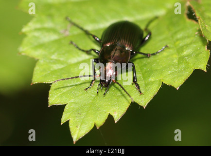 Poecilus Cupreus, ein Lareg kupferfarbenen Boden Käfer posiert auf einem Blatt Stockfoto