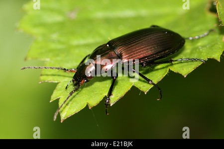 Poecilus Cupreus, ein Lareg kupferfarbenen Boden Käfer posiert auf einem Blatt Stockfoto