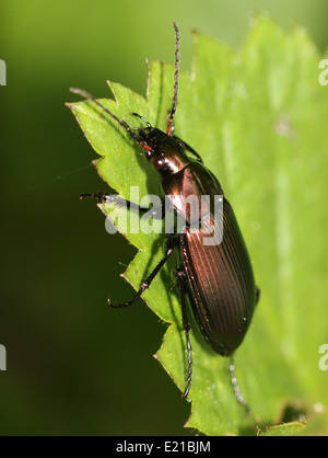 Poecilus Cupreus, ein Lareg kupferfarbenen Boden Käfer posiert auf einem Blatt Stockfoto