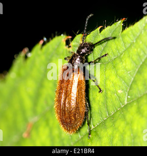 Eine behaarte braun Hologramm Käfer (Lagria Hirta, Lagria Atripes), Familie Tenebrionidae Stockfoto