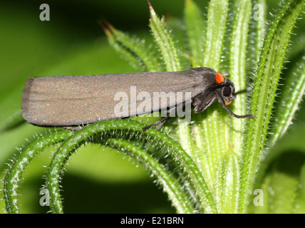 Red-necked Footman Motte (Atolmis Rubricollis) Stockfoto