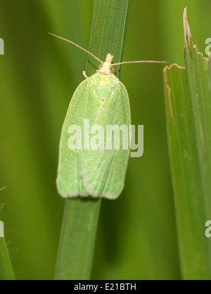 Grüne Eiche Tortrix (Tortrix Viridana) auch bekannt als Europäische Eiche Leafroller oder grüne Eiche Schmetterling Stockfoto