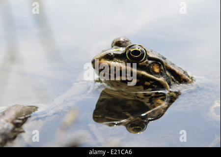 Frosch mit einer knalligen Farbe unter der heißen Sonne in einem Moor Stockfoto
