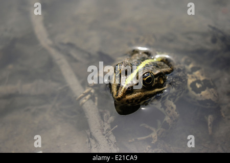 Frosch mit einer knalligen Farbe unter der heißen Sonne in einem Moor Stockfoto