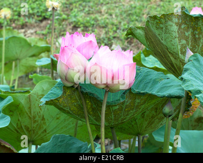 Rosa Lotusblume Blätter üppigen Natur. Stockfoto