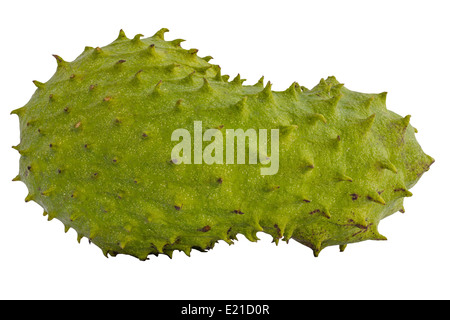 Soursop oder stachelige Custard Apple oder Durian Belanda (Annona Muricata L.) Obst isoliert auf weißem Hintergrund mit Beschneidungspfad Stockfoto