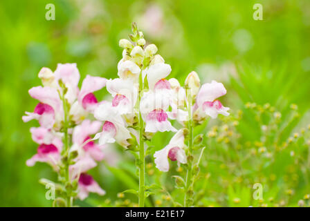 bunte Snapdragon Blume in wild Stockfoto