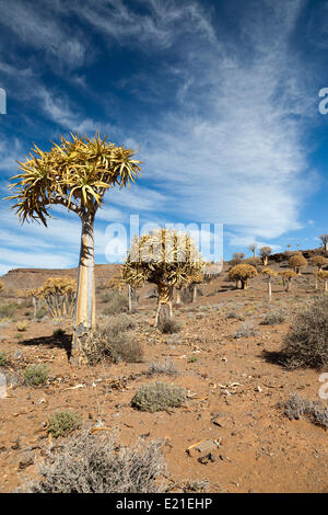 seltene Köcherbäume in Südafrika Stockfoto
